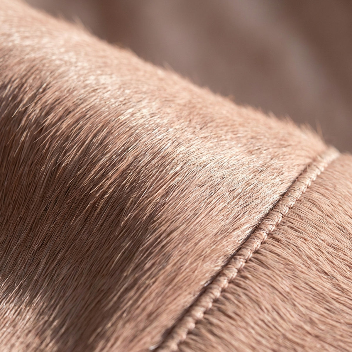 Veau façon poulain rose, macro : poil ras couché dans un seul sens.
